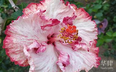 什么叫回购交易