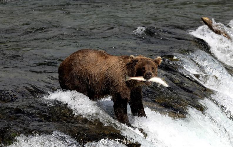 做空机构浑水_做空机构Grizzly Research 奇富科技 财务造假指控