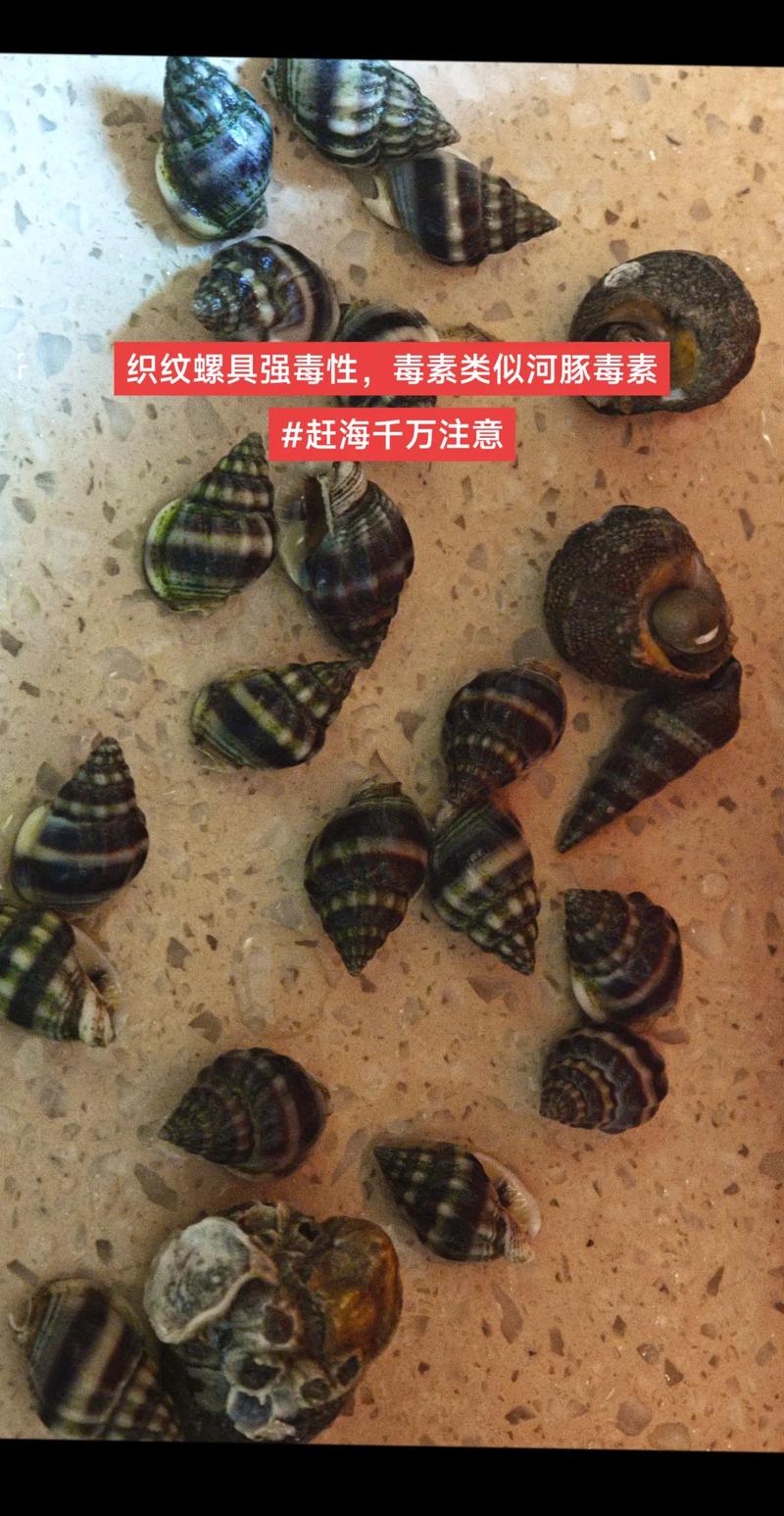 织纹螺中毒症状_织纹螺期货_织纹螺中毒神经系统症状