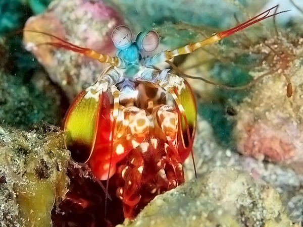 人类视觉细胞与颜色认知_光的本质与颜色感知_波长颜色